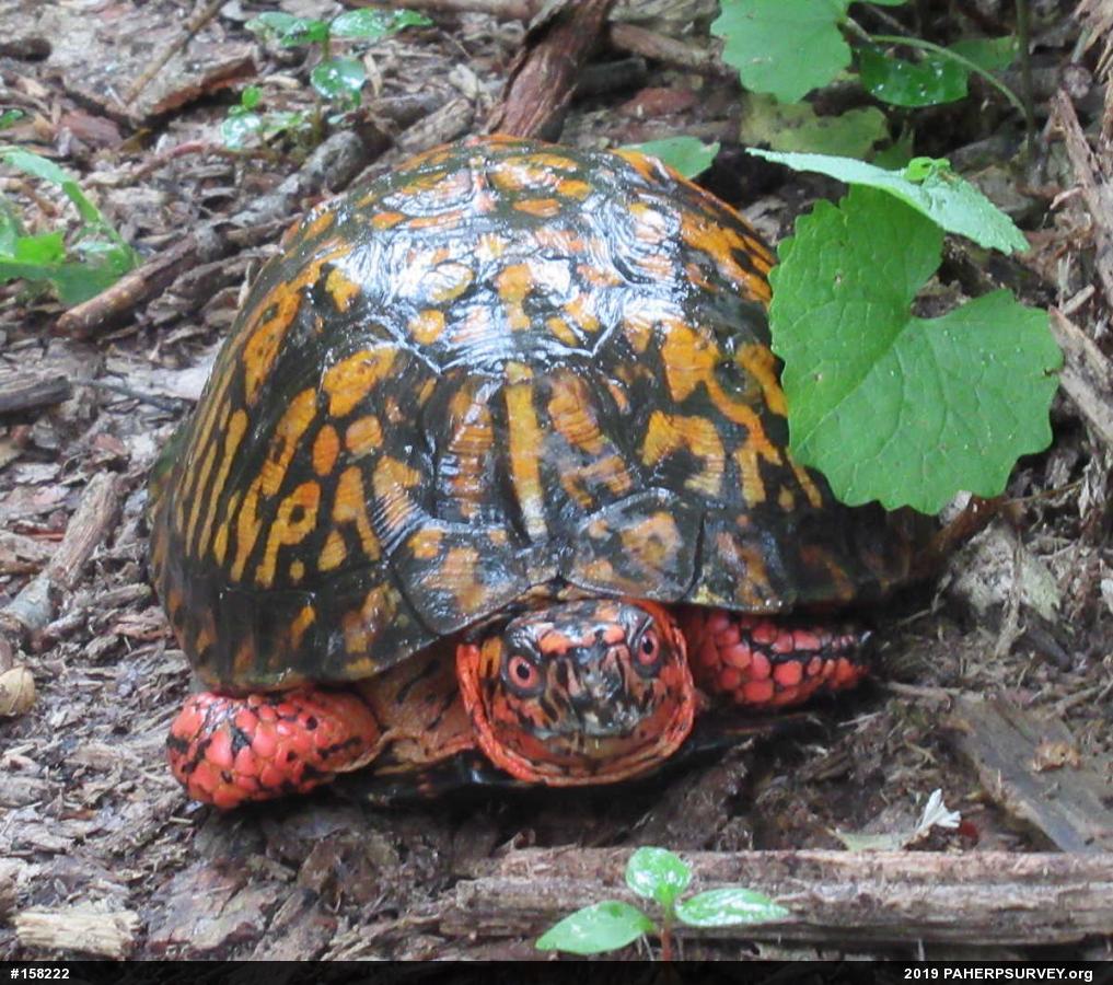 Eastern Box Turtle