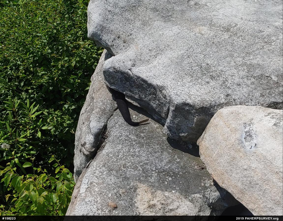 Timber Rattlesnake