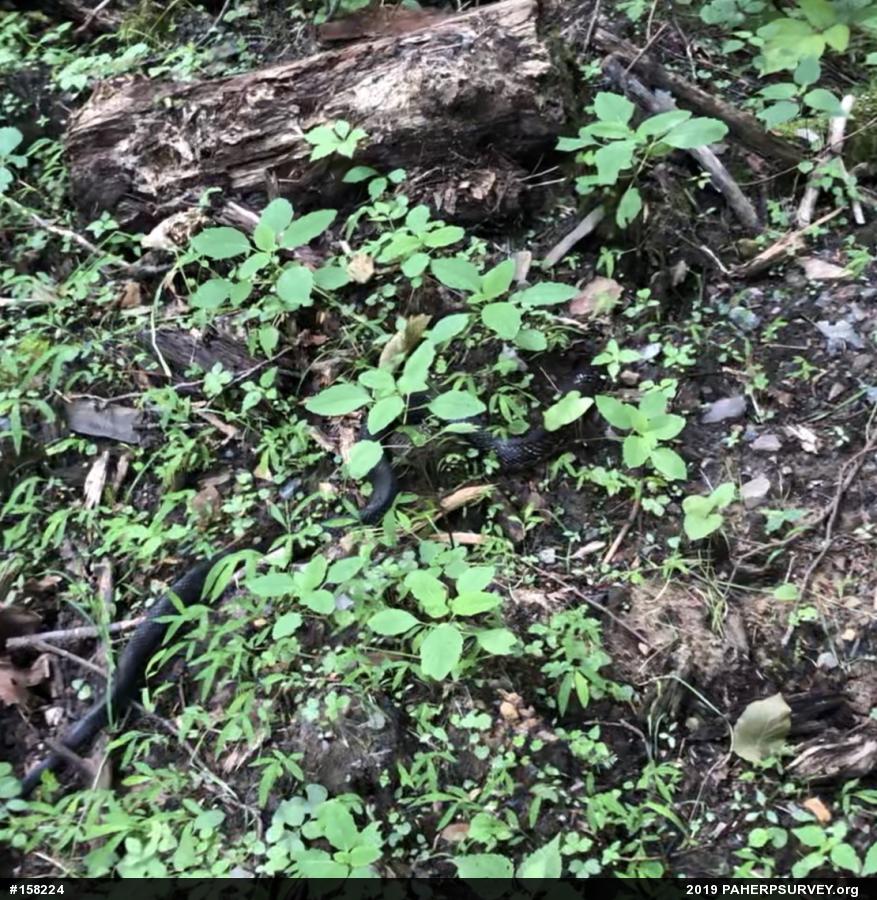 Eastern Ratsnake