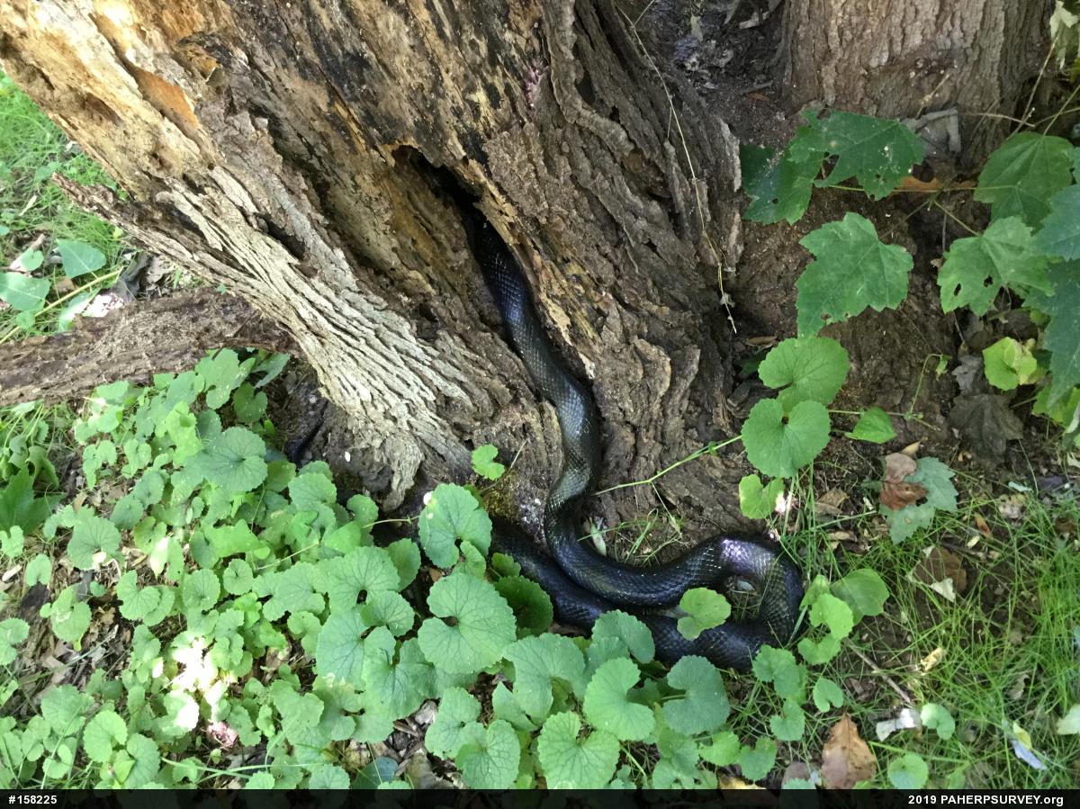 Eastern Ratsnake