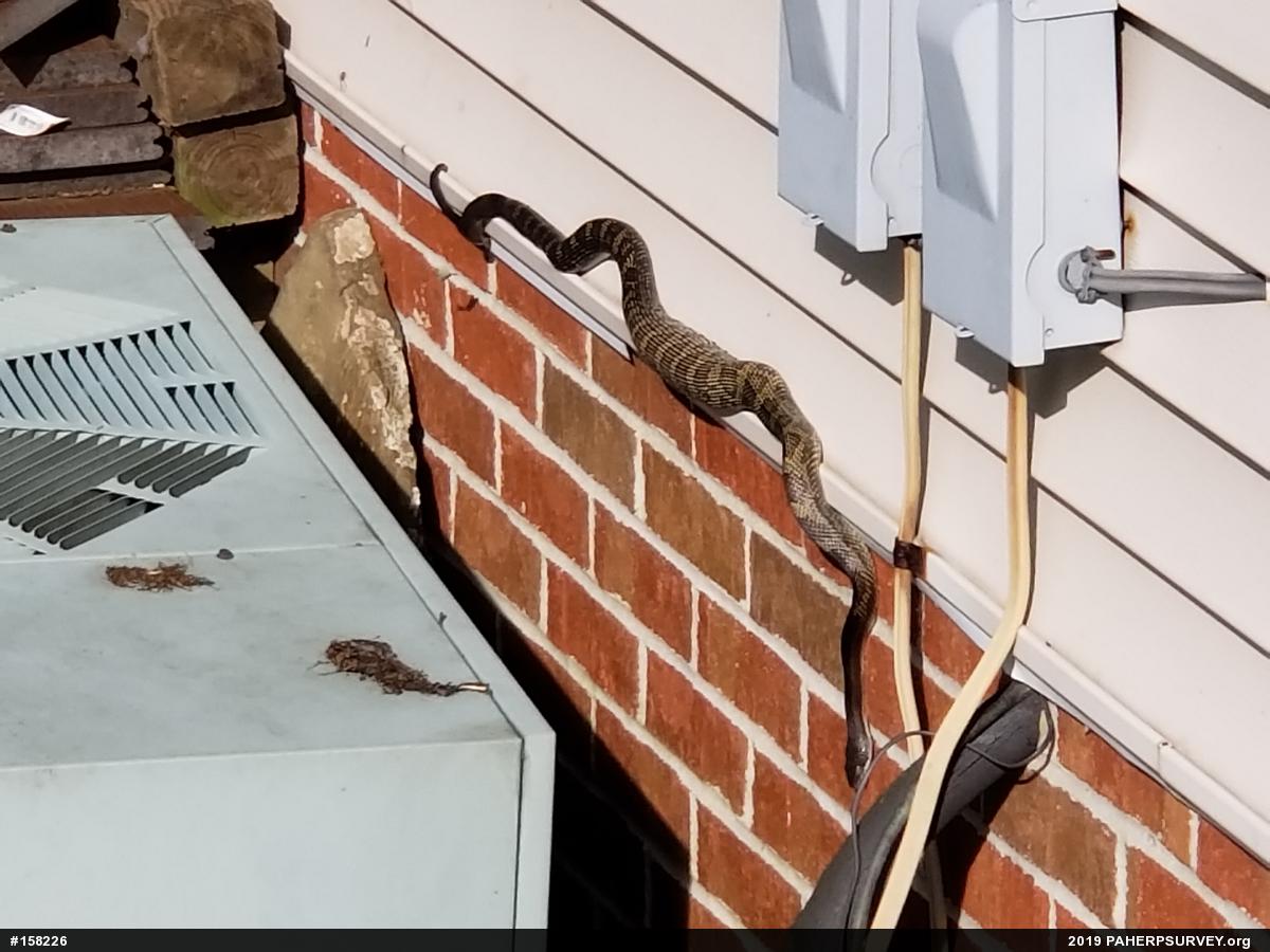 Eastern Ratsnake