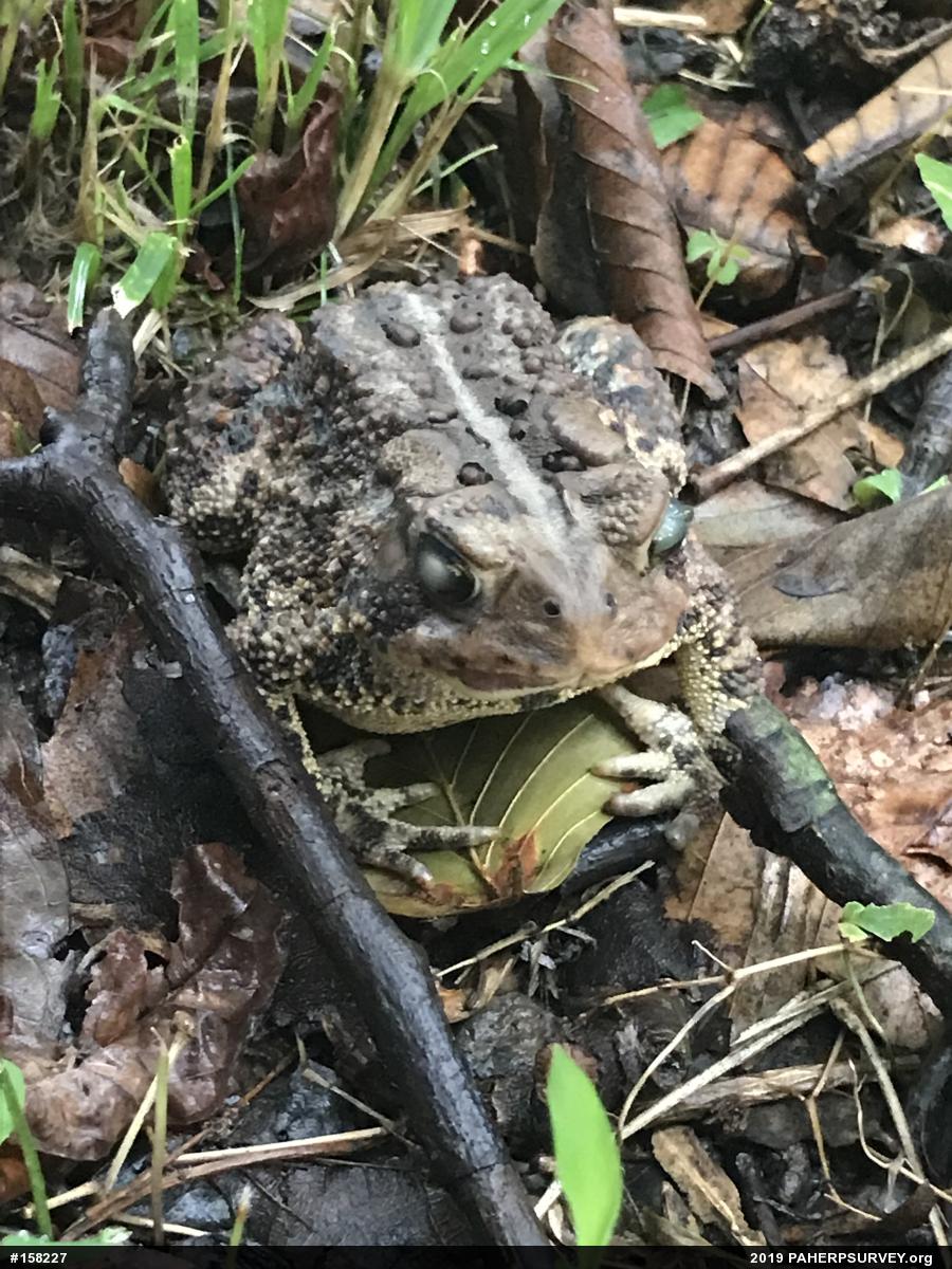 Eastern American Toad