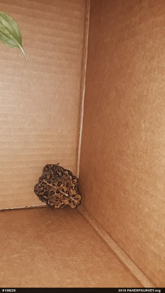 Eastern American Toad