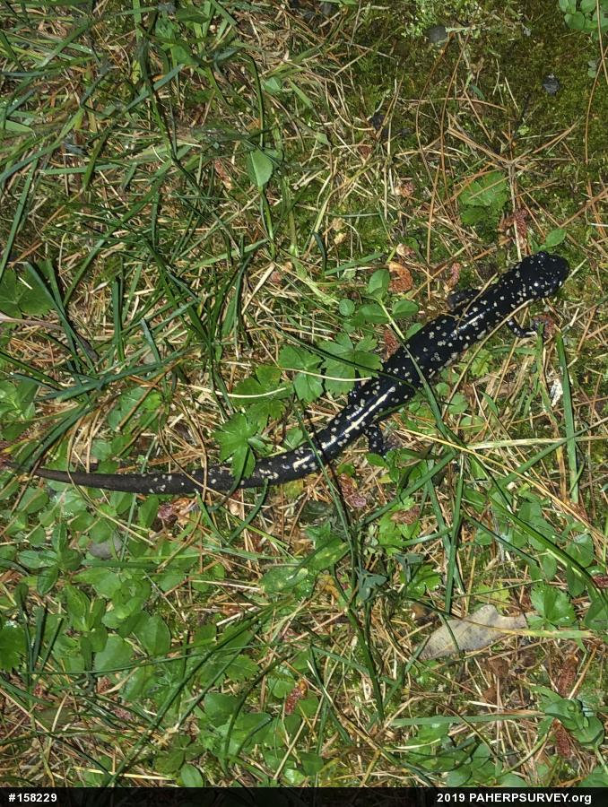 Northern Slimy Salamander