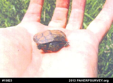 Eastern Painted Turtle