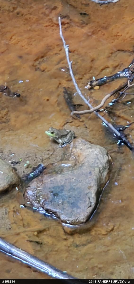 American Bullfrog
