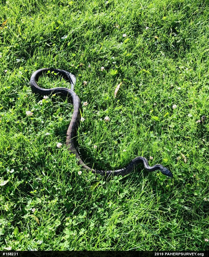 Eastern Ratsnake
