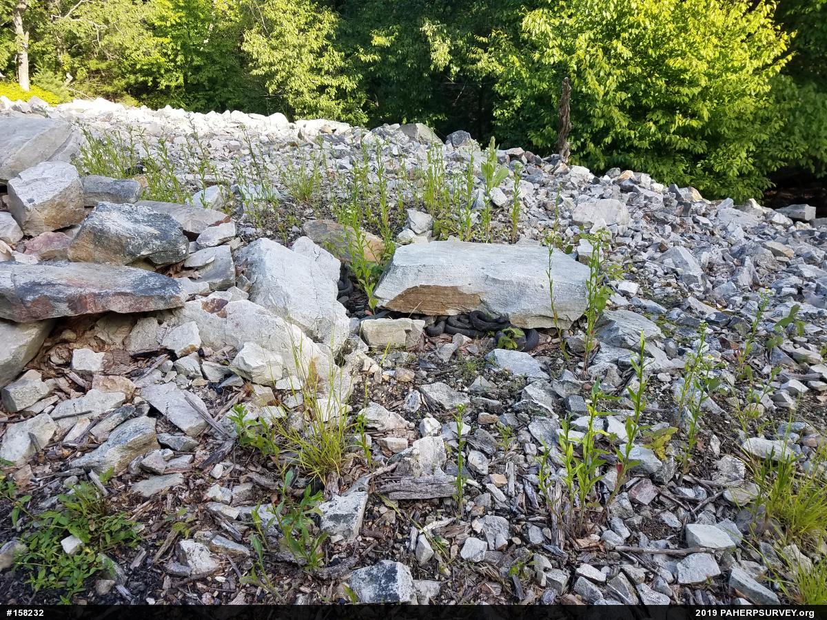 Timber Rattlesnake