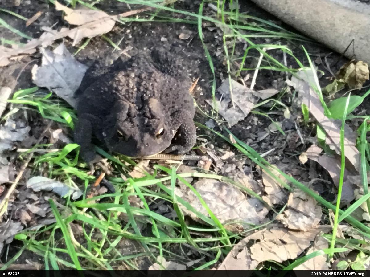 Eastern American Toad
