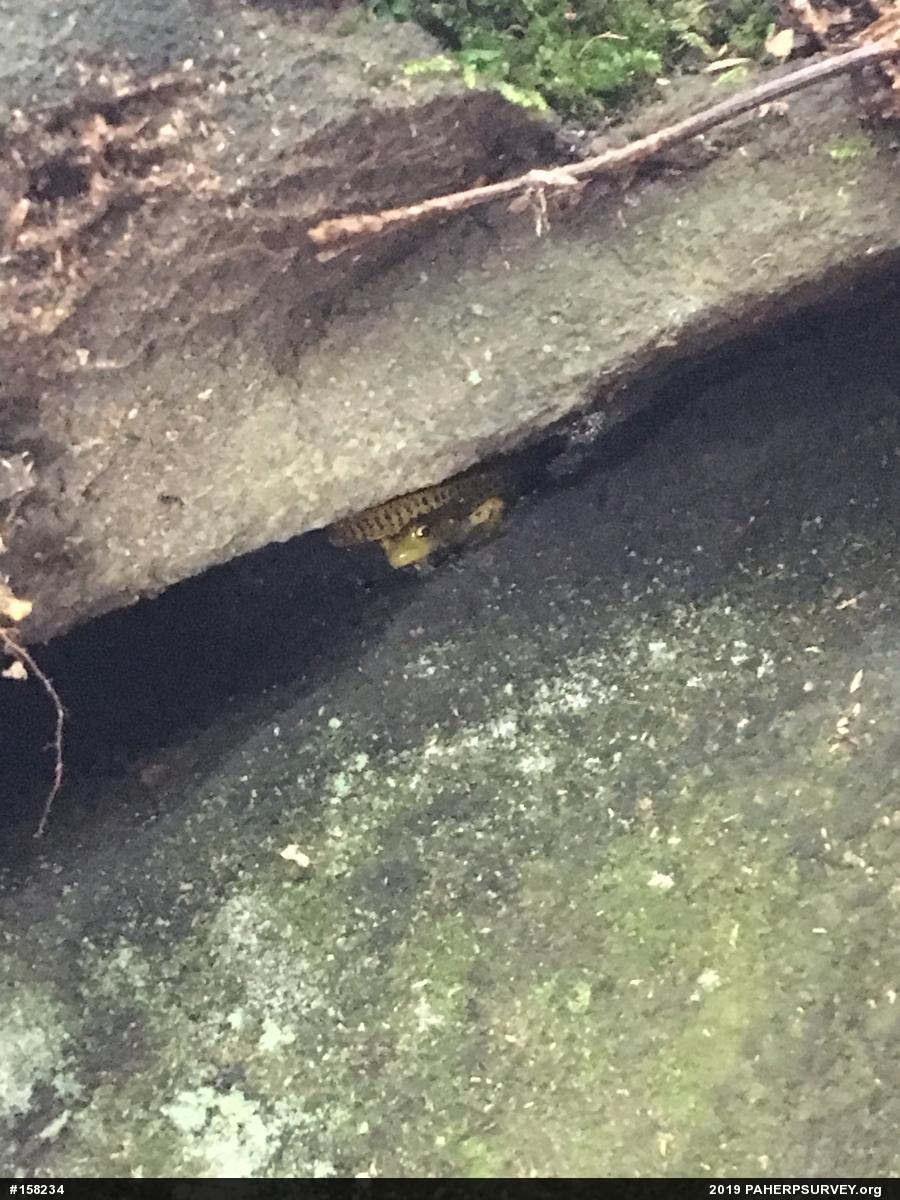 Eastern Long-tailed Salamander