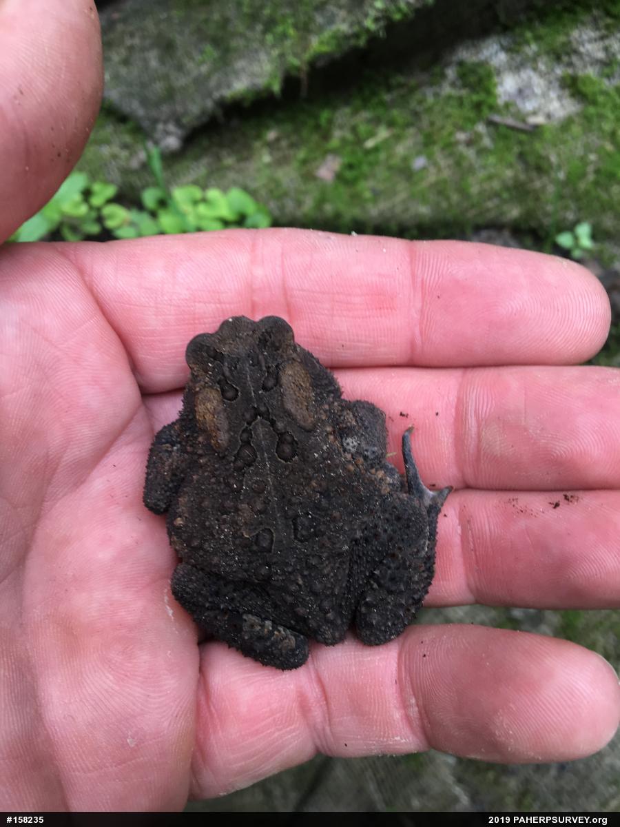 Eastern American Toad