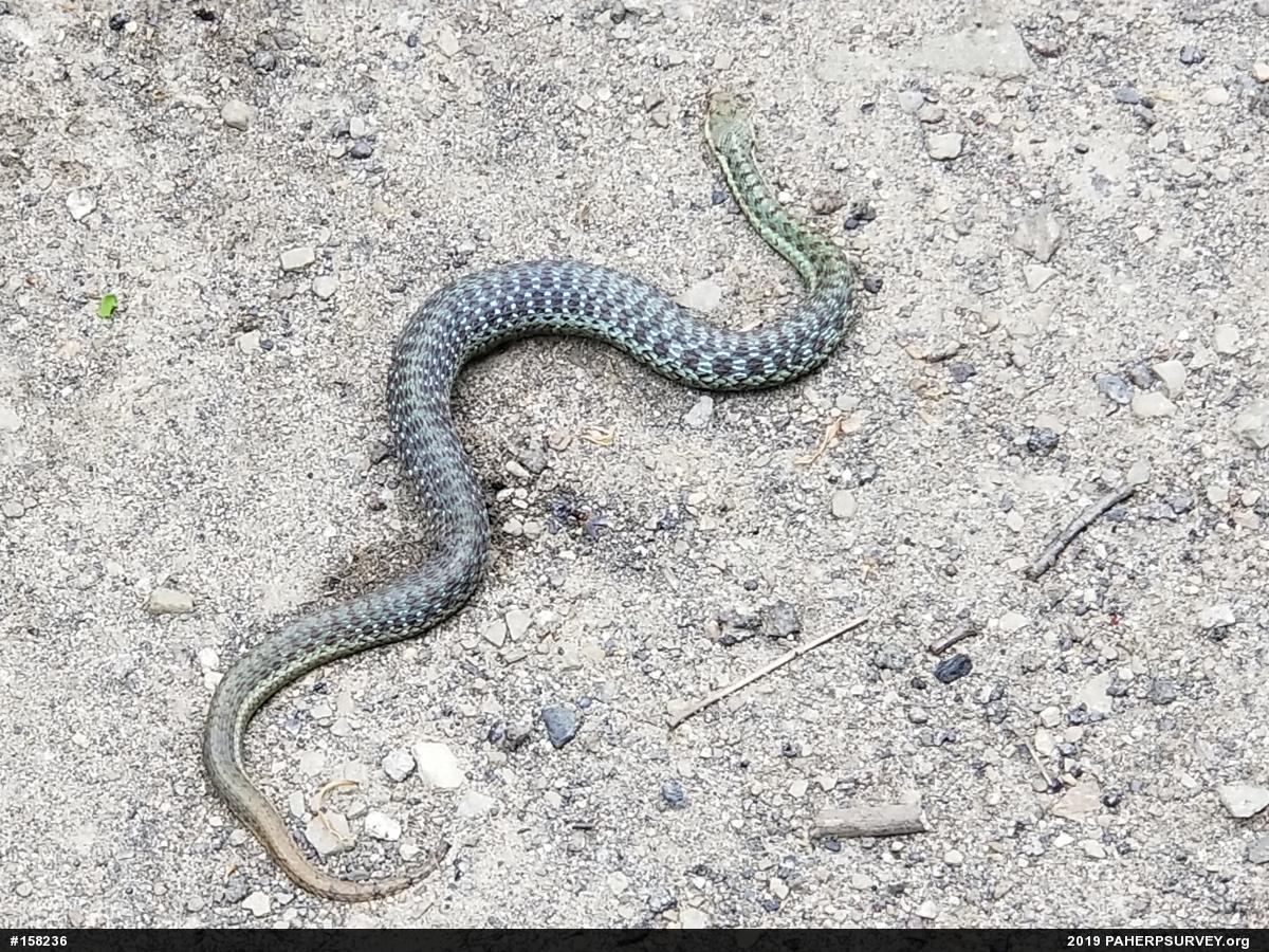 Eastern Gartersnake