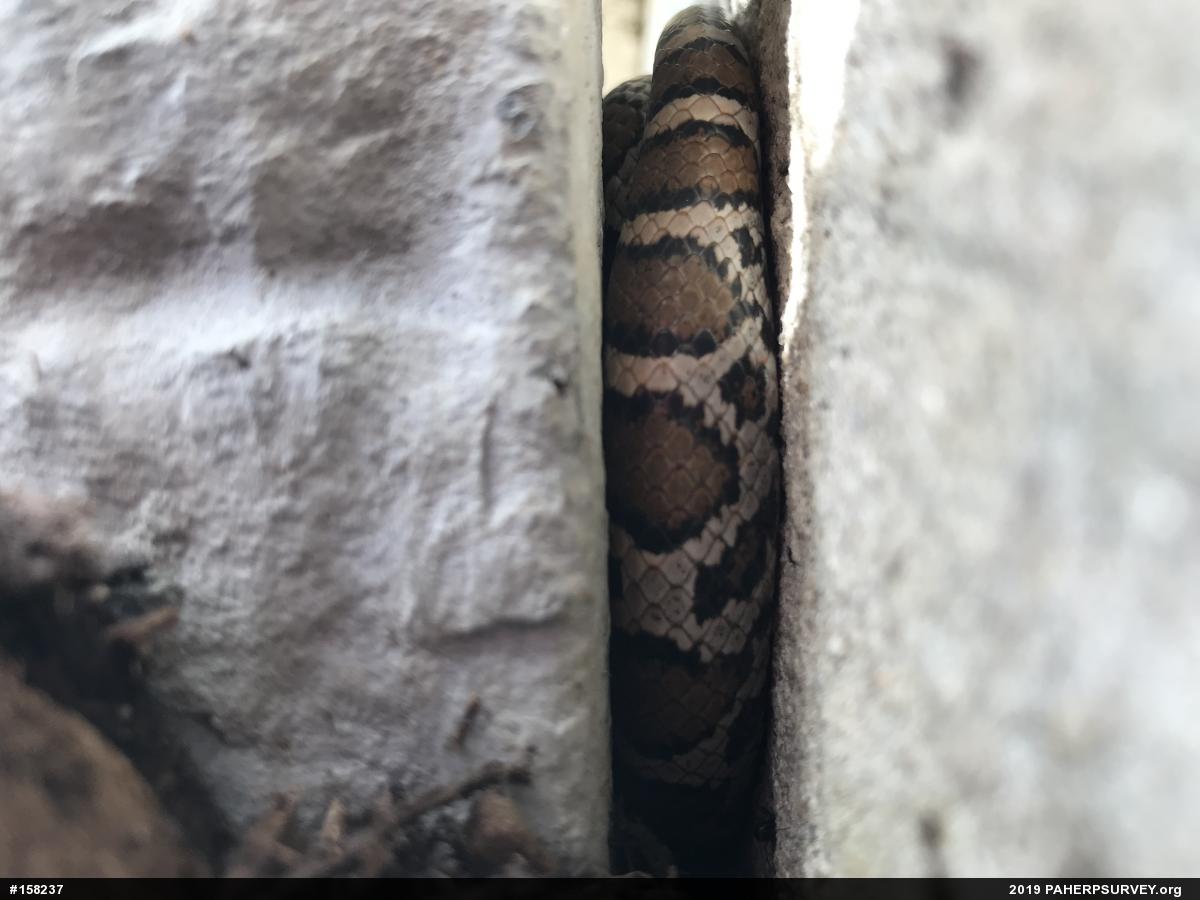 Eastern Milksnake