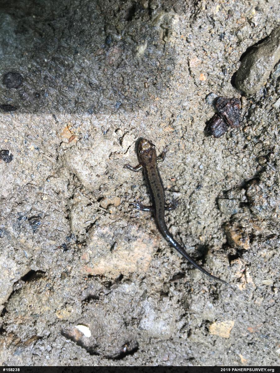Allegheny Mountain Dusky Salamander