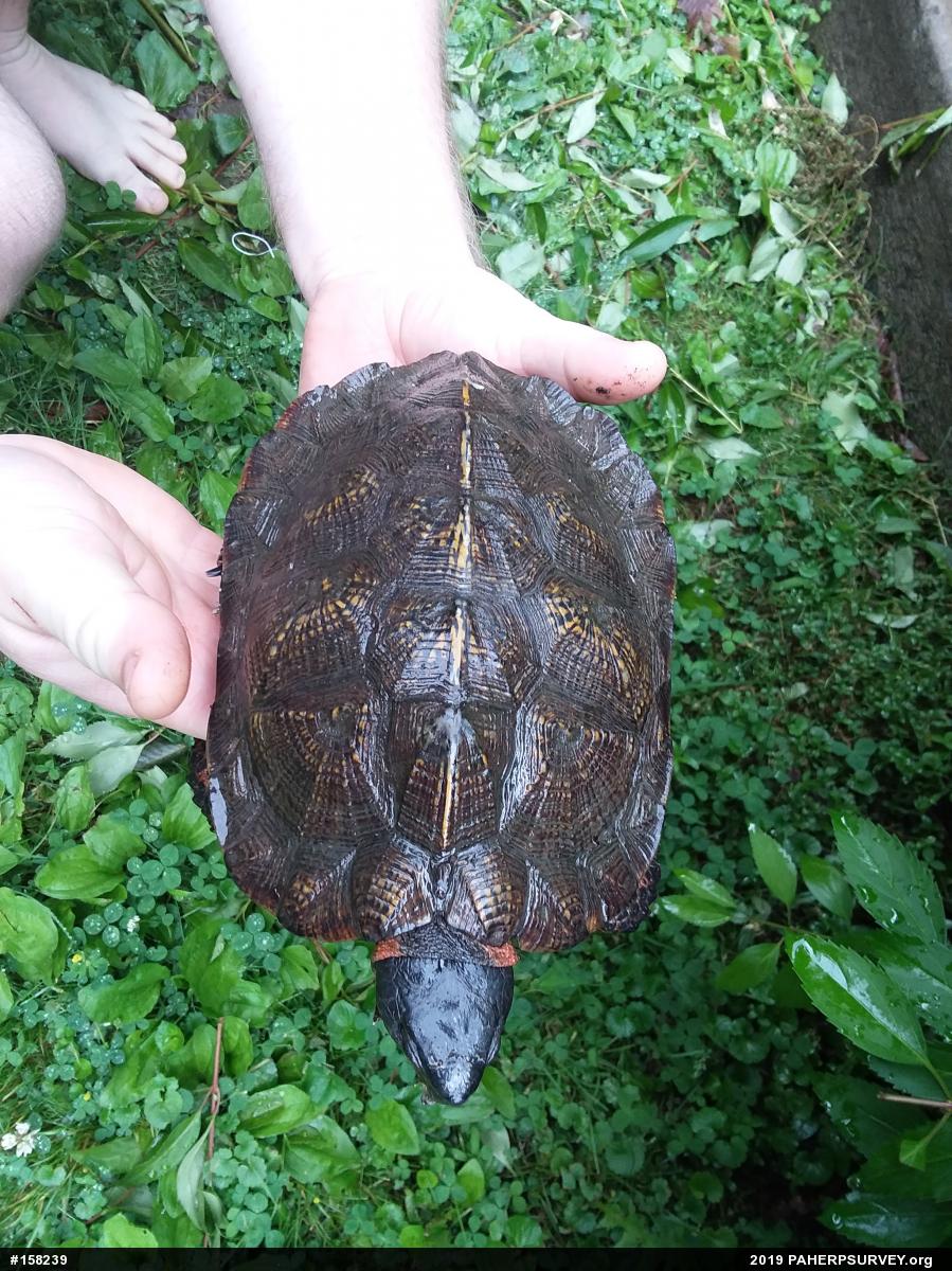 Wood Turtle