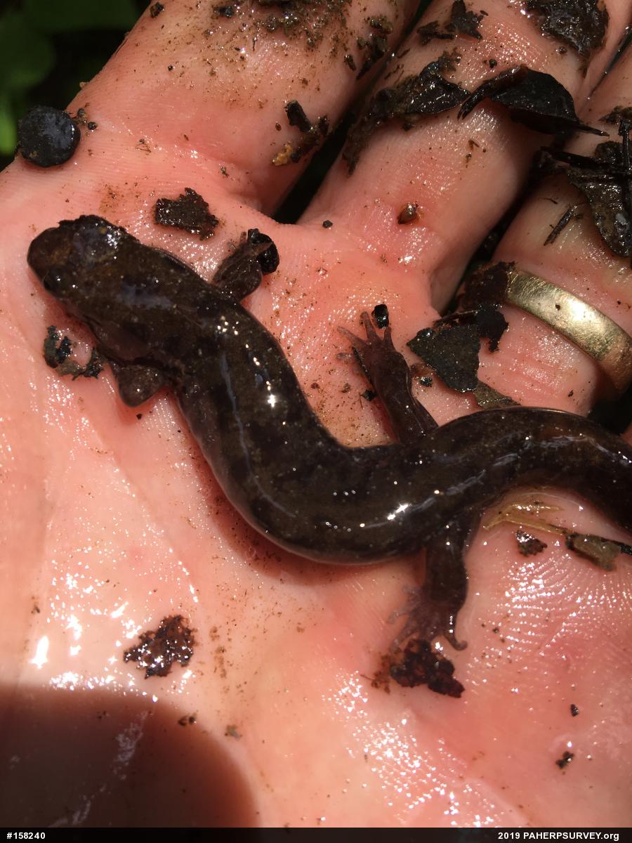 Seal Salamander