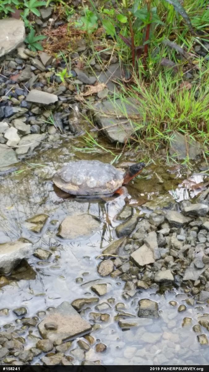Wood Turtle