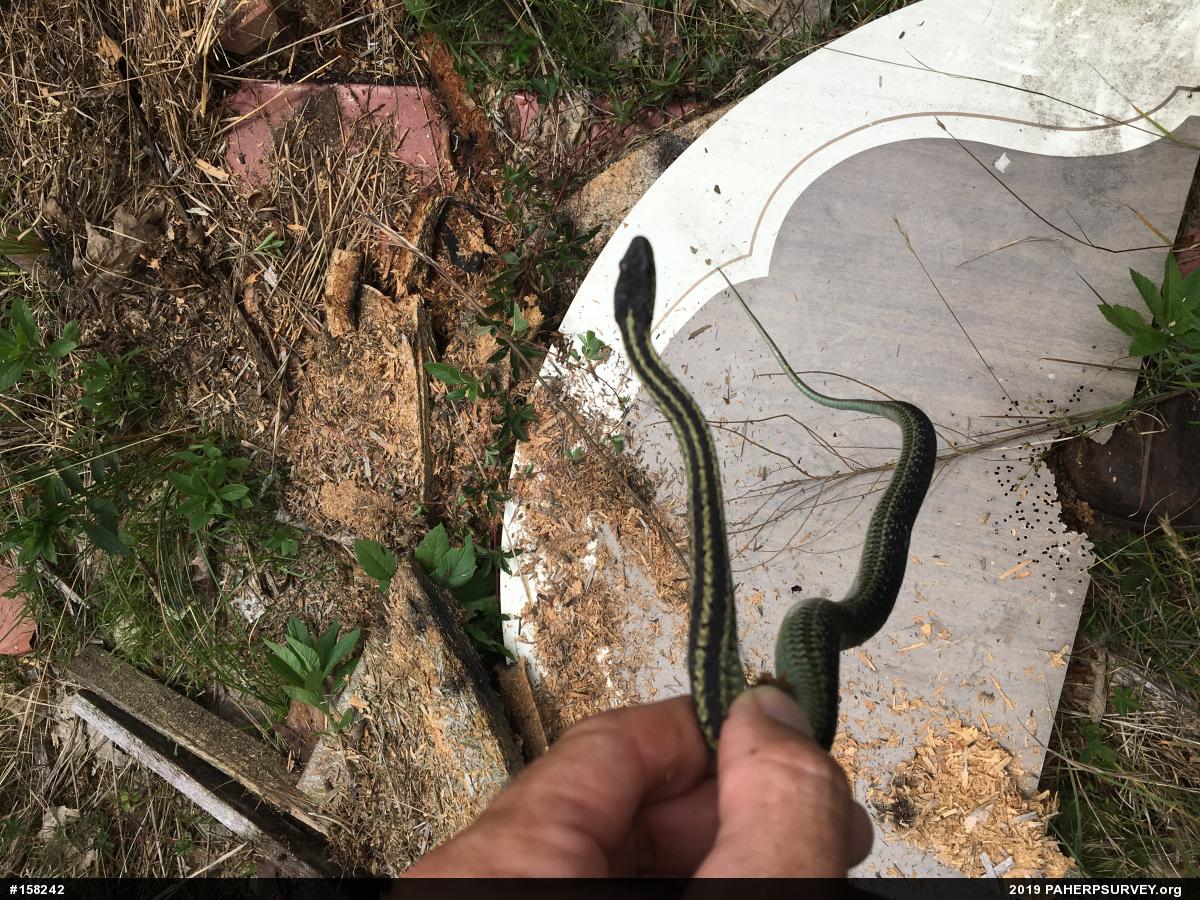 Eastern Gartersnake