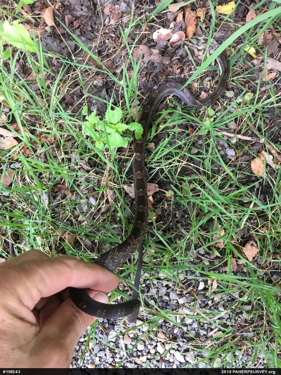 Eastern Ratsnake