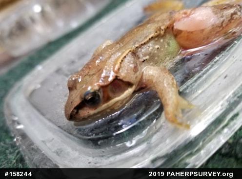 Wood Frog