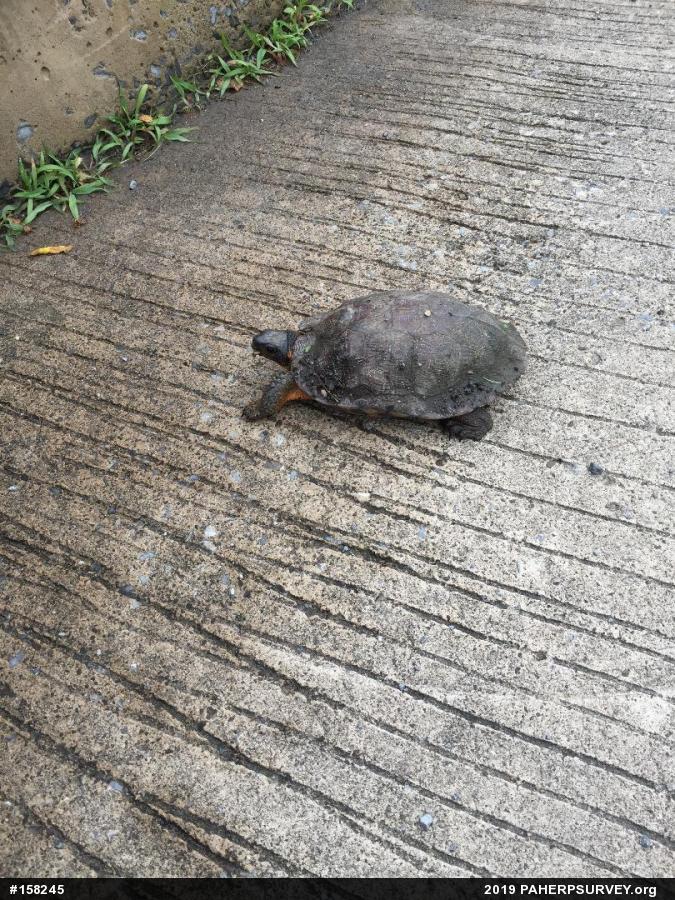 Wood Turtle