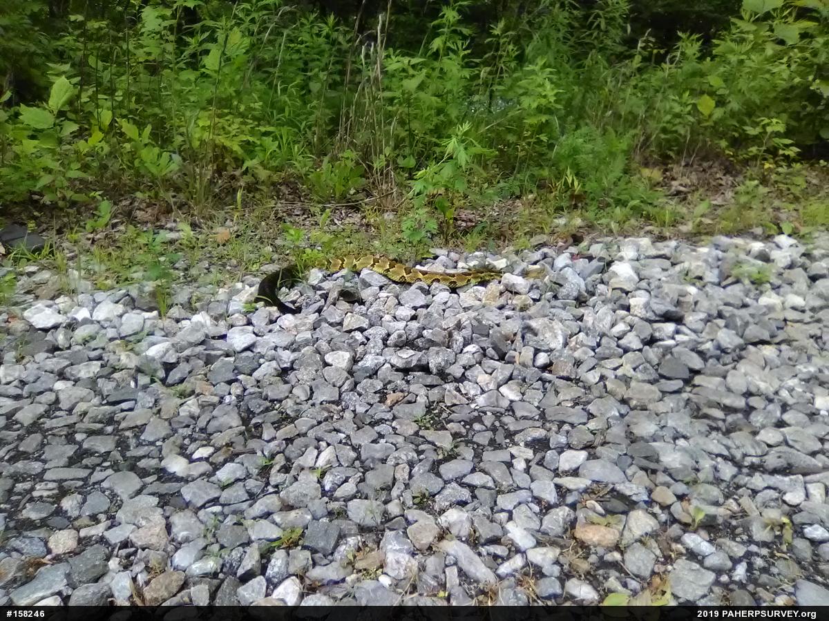 Timber Rattlesnake