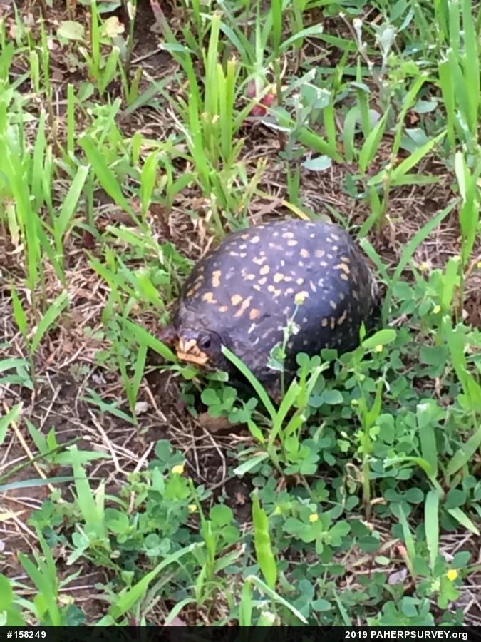 Eastern Box Turtle