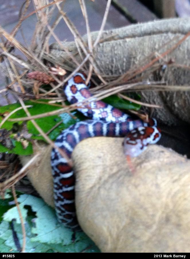 Eastern Milksnake