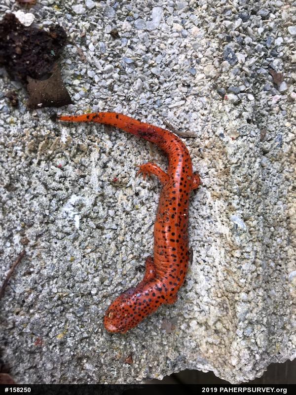 Northern Red Salamander