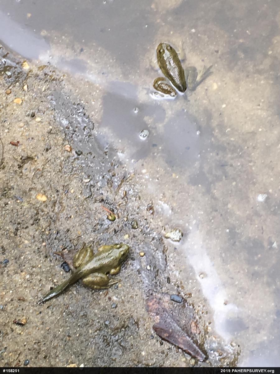 American Bullfrog