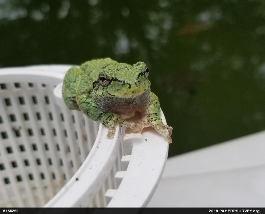 Unknown Gray Treefrog
