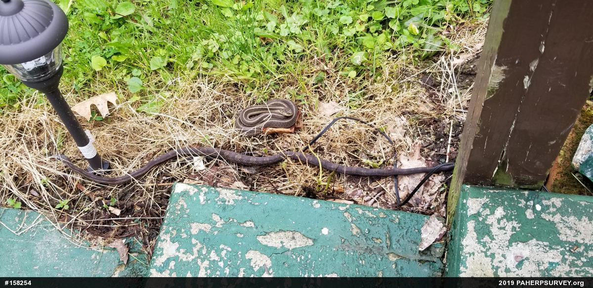 Eastern Gartersnake