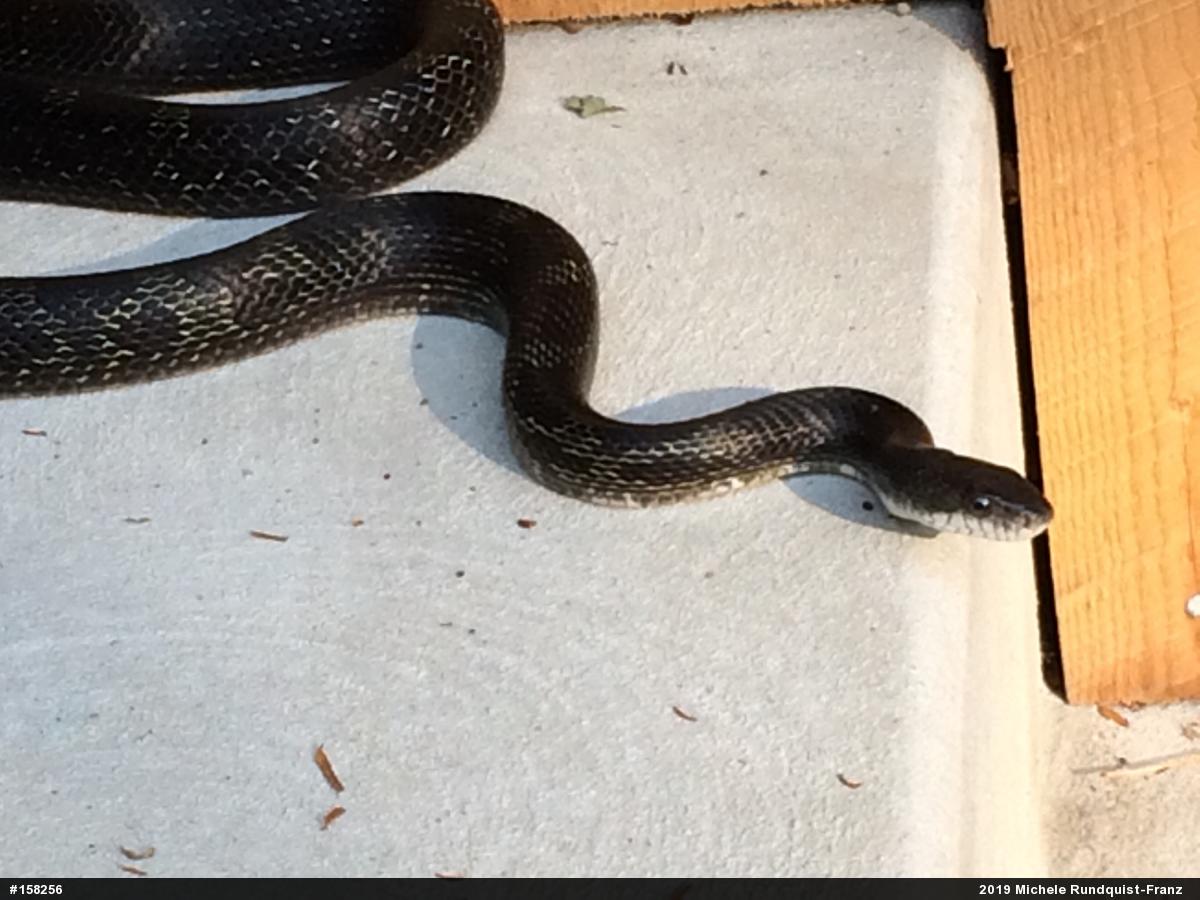 Eastern Ratsnake