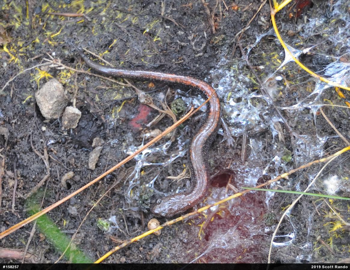 Eastern Red-backed  Salamander