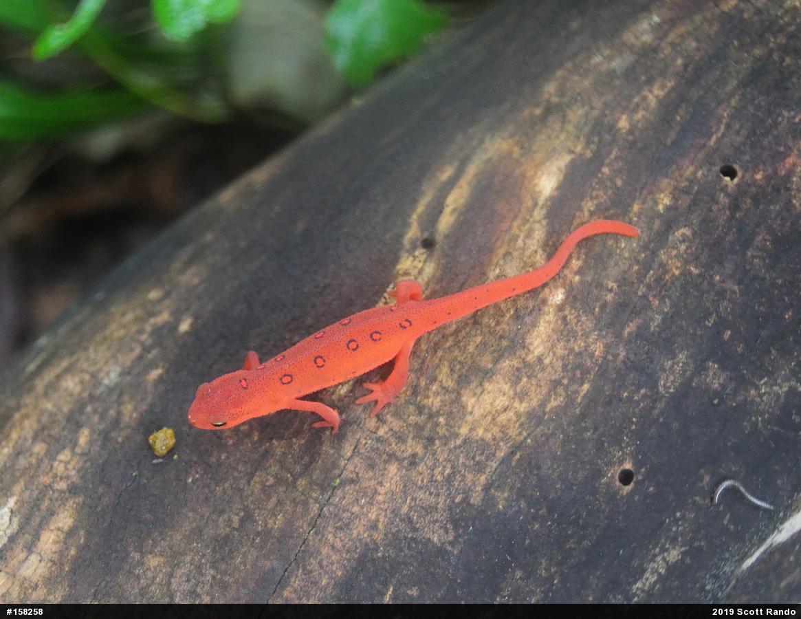 Red-spotted Newt