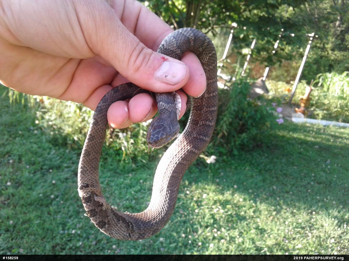 Northern Watersnake