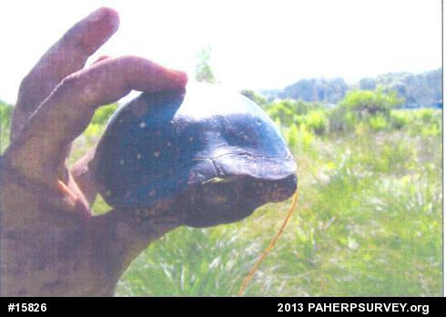 Spotted Turtle