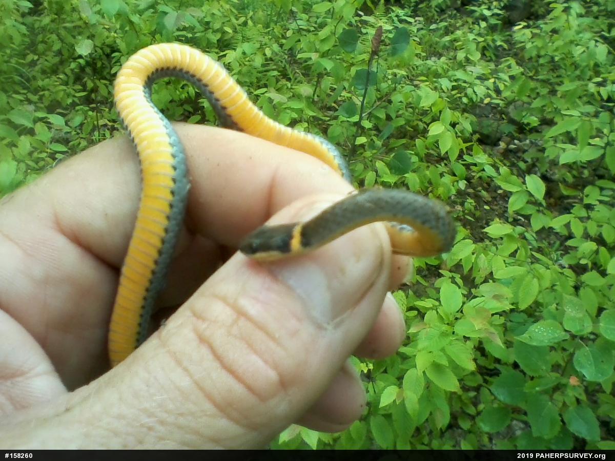 Northern Ring-necked Snake