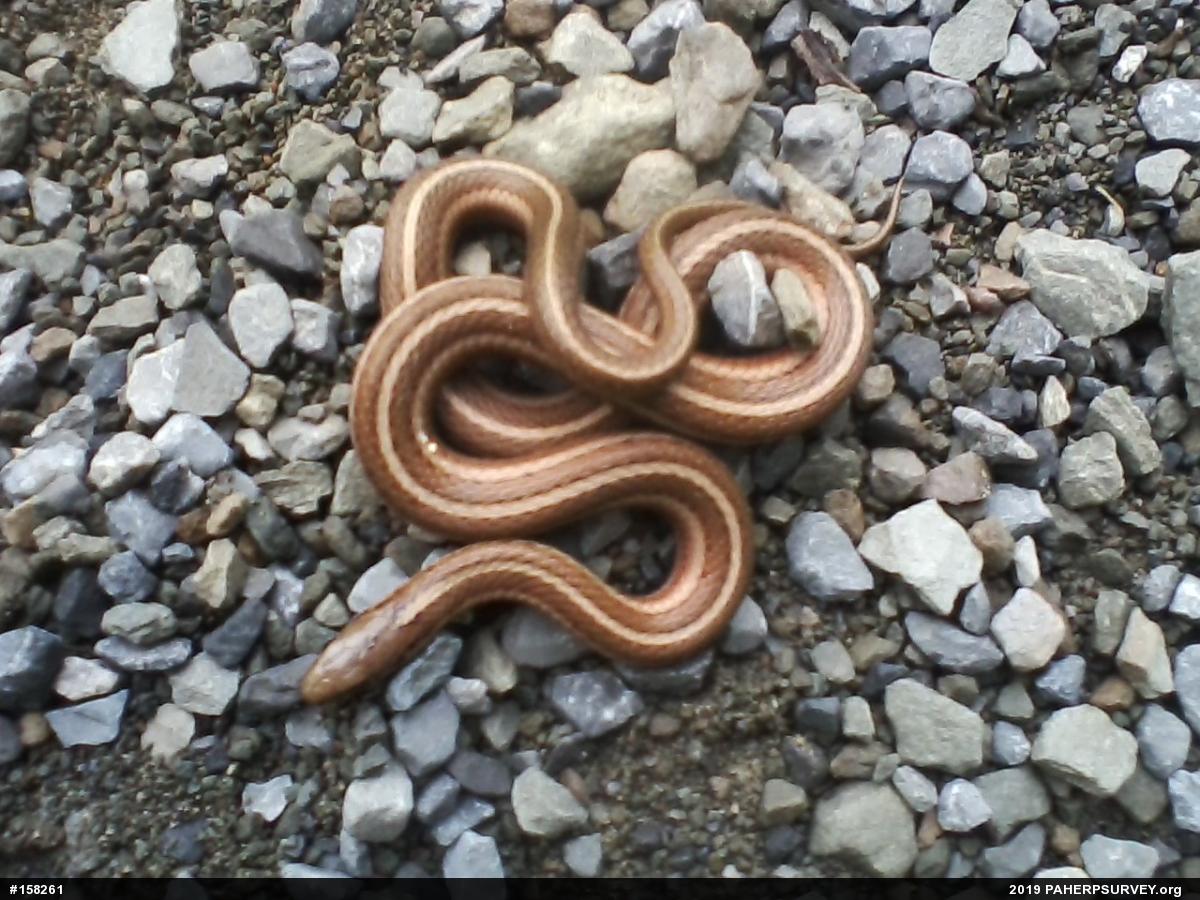 Shorthead Gartersnake