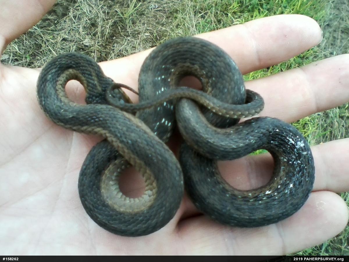 Eastern Gartersnake