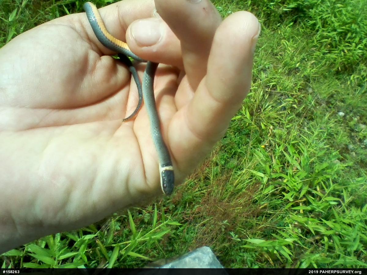 Northern Ring-necked Snake