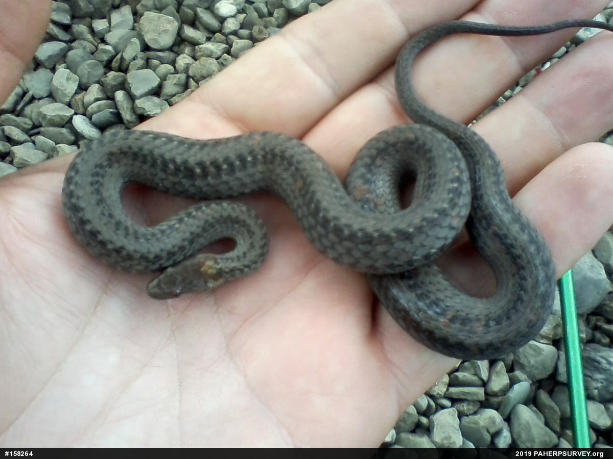 Red-bellied Snake