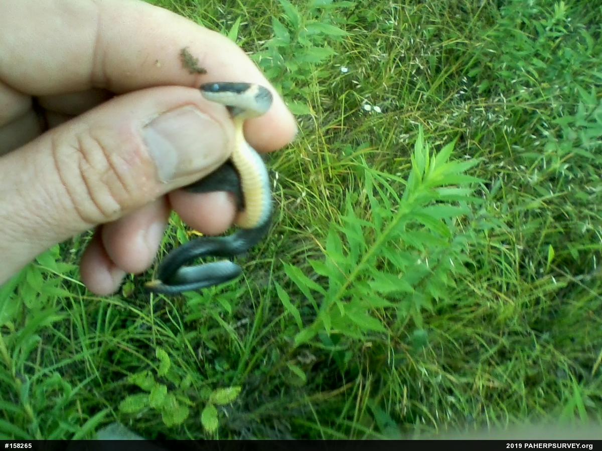 Northern Ring-necked Snake