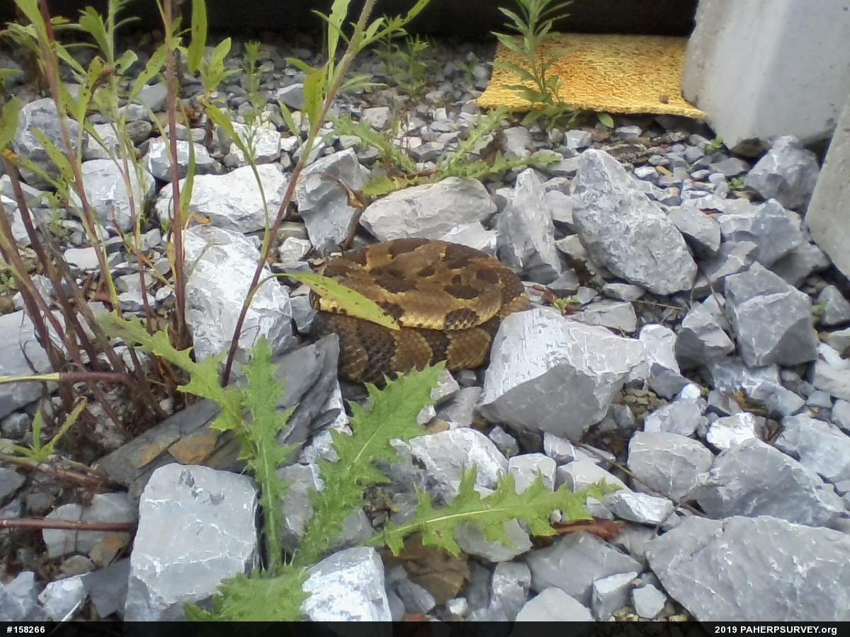 Timber Rattlesnake