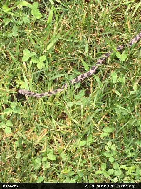 Eastern Ratsnake
