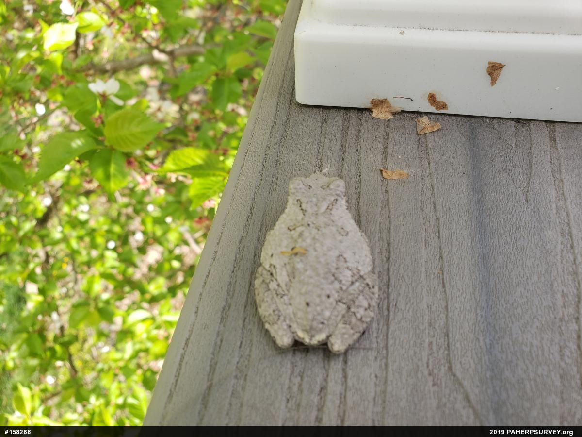 Unknown Gray Treefrog