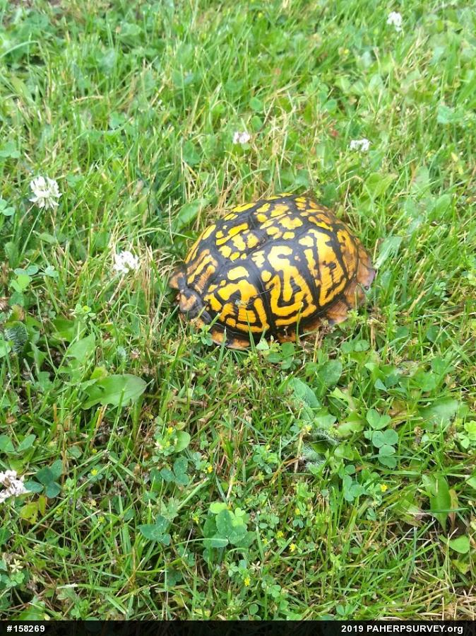 Eastern Box Turtle
