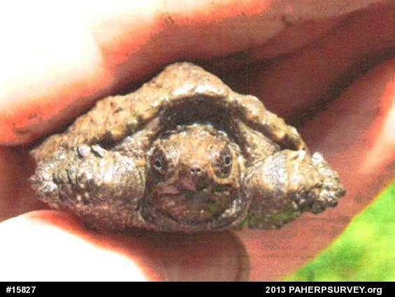 Snapping Turtle