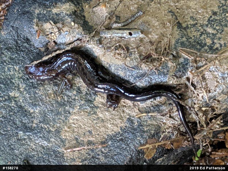 Allegheny Mountain Dusky Salamander