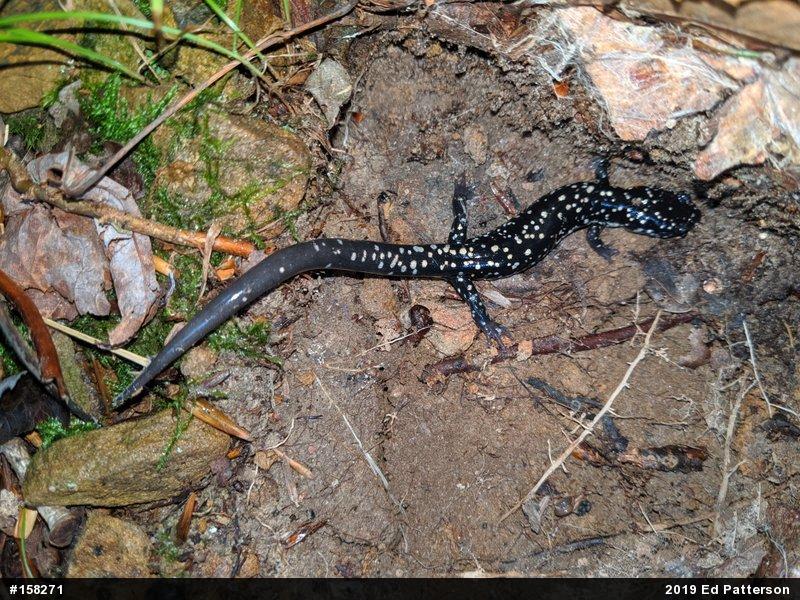 Northern Slimy Salamander